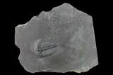 Elrathia Trilobite Fossil - Utah - House Range #139618-1